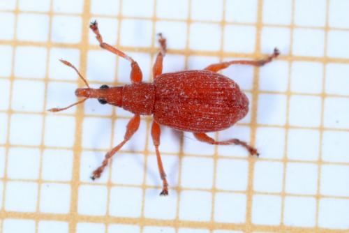 Réf. 263 464 : Apion frumentarium